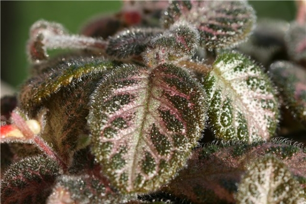 Эписция - Episcia Country Brilliance
Ключевые слова: Эписция Episcia Country Brilliance