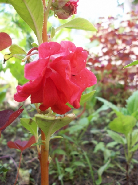 100_0528.jpg