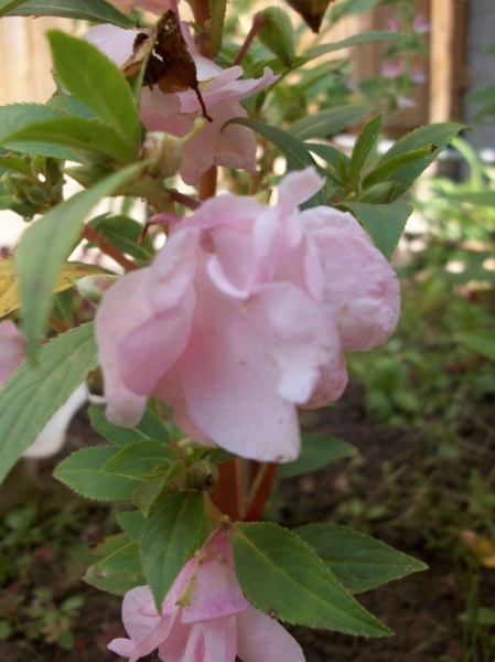 100_0529.jpg