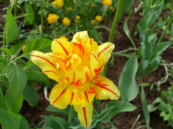 STP68940.JPG