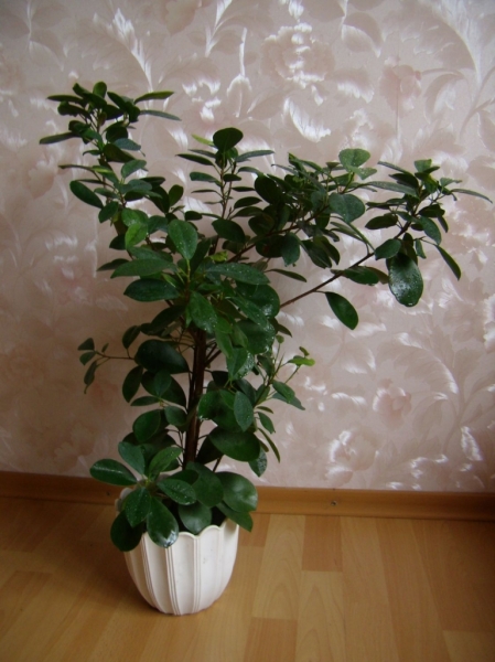 Murraya
