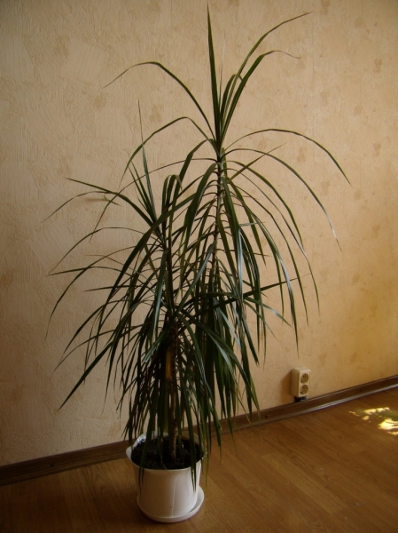 Dracaena Marginata 2
