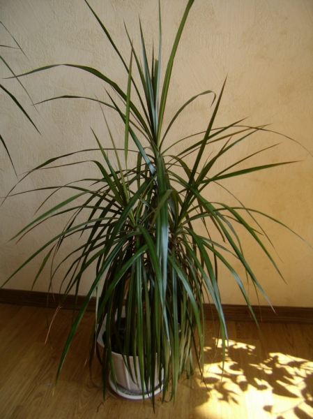 Dracaena Marginata
