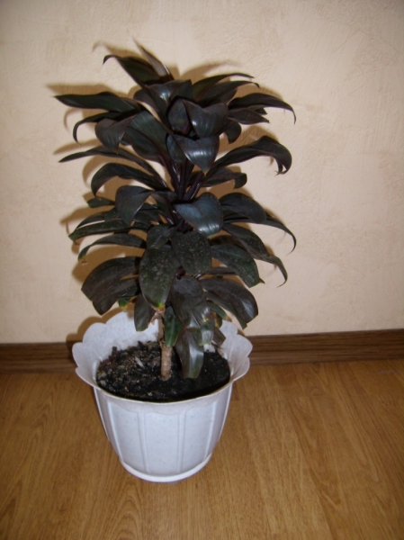 Cordyline??
