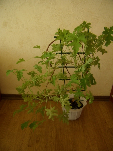 Pelargonium Capitatum

