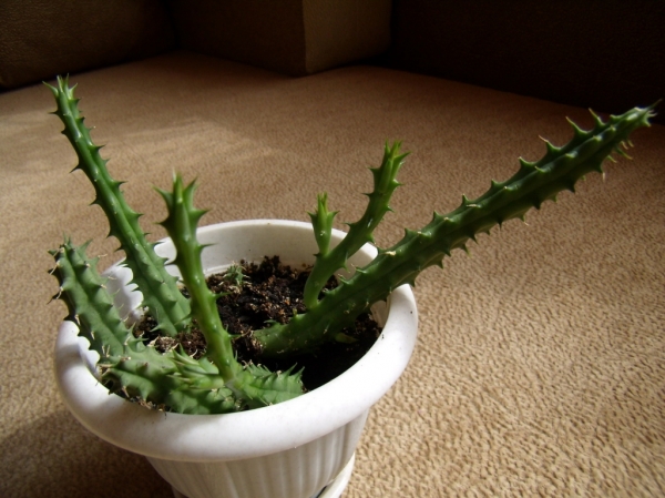 Huernia
