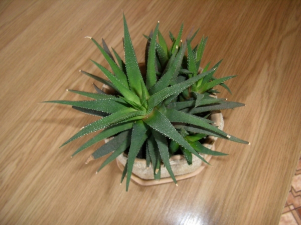 Haworthia
