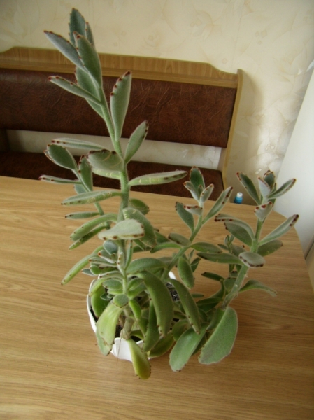 Kalanchoe Tomentosa
