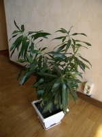P4010017.jpg