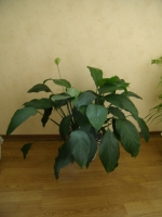 P4010020.jpg