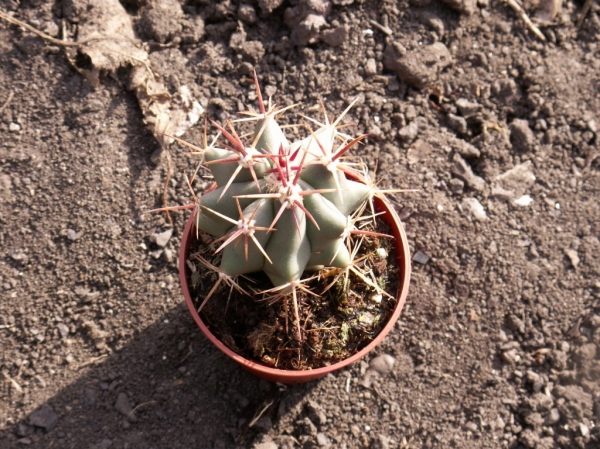 PICT5423.JPG