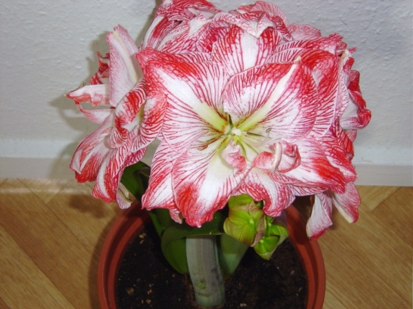 Амариллис
Ключевые слова: амариллис