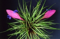 Tillandsia_cyanea.jpg