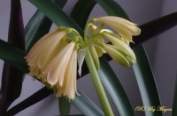 Имя файла=Clivia3.jpg
Размер файла=416КБ
Размеры=1024x680
Дата=Дек 10, 2010 Clivia3.jpg