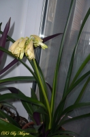 Имя файла=Clivia4.jpg
Размер файла=539КБ
Размеры=680x1024
Дата=Дек 10, 2010 Clivia4.jpg