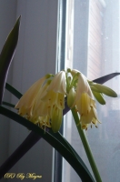 Имя файла=Clivia5.jpg
Размер файла=441КБ
Размеры=680x1024
Дата=Дек 10, 2010 Clivia5.jpg