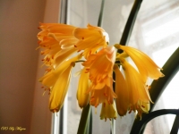 Clivia6.jpg