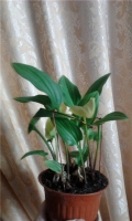 Имя файла=DR.jpg
Размер файла=71КБ
Размеры=481x800
Дата=Окт 24, 2013 DR.jpg