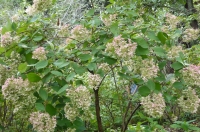 P1050045.JPG