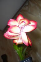 Имя файла=P1050330.JPG
Размер файла=441КБ
Размеры=680x1024
Дата=Нояб 30, 2010 P1050330.JPG