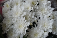 Имя файла=chriz.jpg
Размер файла=84КБ
Размеры=800x531
Дата=Апр 20, 2010 chriz.jpg