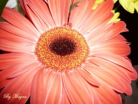 Имя файла=flower1.jpg
Размер файла=340КБ
Размеры=945x709
Дата=Май 28, 2011 flower1.jpg