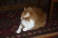 Имя файла=kiticat.jpg
Размер файла=80КБ
Размеры=700x465
Дата=Апр 21, 2010 kiticat.jpg