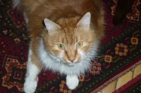 Имя файла=kiticat2.jpg
Размер файла=89КБ
Размеры=700x465
Дата=Апр 21, 2010 kiticat2.jpg