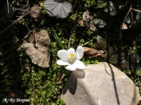 Имя файла=krokus.jpg
Размер файла=69КБ
Размеры=567x425
Дата=Март 28, 2010 krokus.jpg