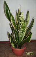 Имя файла=Sansevieria_trifasciata_Laurentii.jpg
Размер файла=97КБ
Размеры=600x941
Дата=Март 10, 2010 Sansevieria_trifasciata_Laurentii.jpg