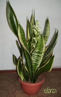 Sansevieria_trifasciata_Laurentii.jpg