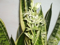 Имя файла=Sansevieria_trifasciata_Laurentii_-_fl_.jpg
Размер файла=85КБ
Размеры=800x600
Дата=Март 10, 2010 Sansevieria_trifasciata_Laurentii_-_fl_.jpg