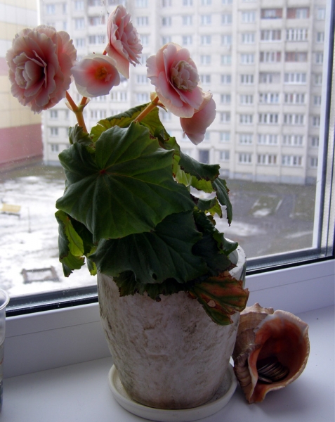 Бегония
