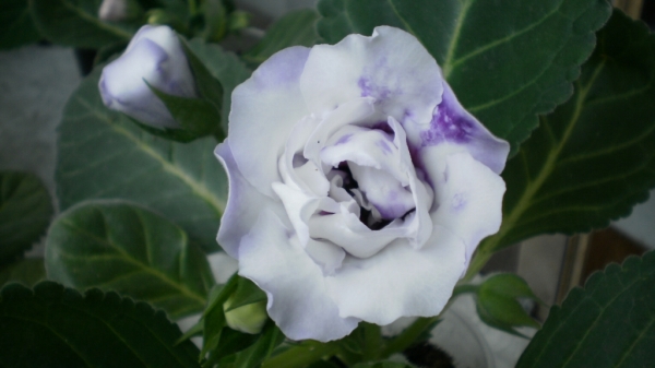 Gloxinia гибрид 2009 Года
