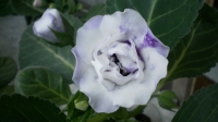 Имя файла=Gloxinia_hybrid_2009-1.JPG
Размер файла=341КБ
Размеры=1024x576
Дата=Июль 08, 2010 Gloxinia_hybrid_2009-1.JPG