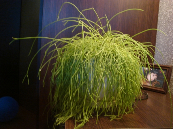 DSC03590.JPG