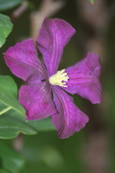 Клематис Etoile Violette

