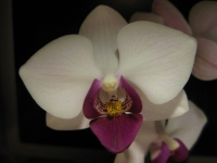 Phalaenopsis_hybrid-3.jpg