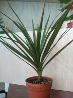 Имя файла=DSC00837.JPG
Размер файла=98КБ
Размеры=480x640
Дата=Сент 11, 2009 DSC00837.JPG