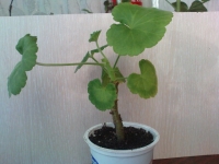 Имя файла=DSC00858.JPG
Размер файла=68КБ
Размеры=640x480
Дата=Сент 11, 2009 DSC00858.JPG