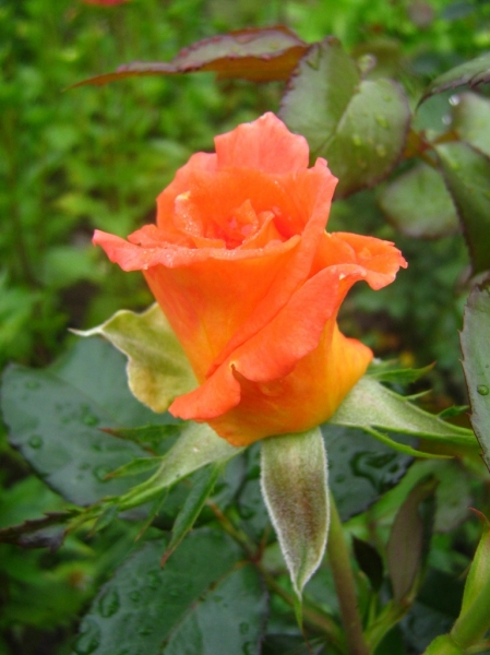роза Анжелика
