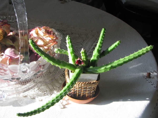 Гуерния кенийская (Huernia keniensis)
