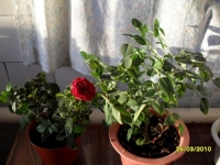 SDC11355.JPG