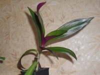 SDC11430.JPG