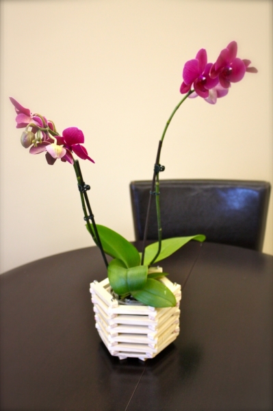 Phalaenopsis
