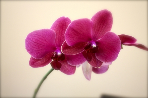Phalaenopsis
