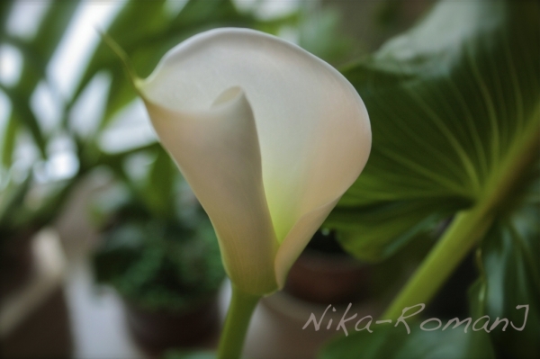 Zantedeschia aethiopica
Кала Эфиопская (корневищная)
