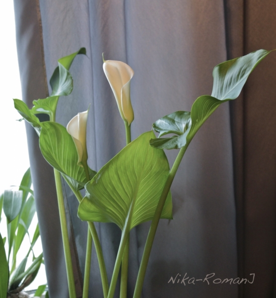 Zantedeschia aethiopica
Кала Эфиопская (корневищная)
