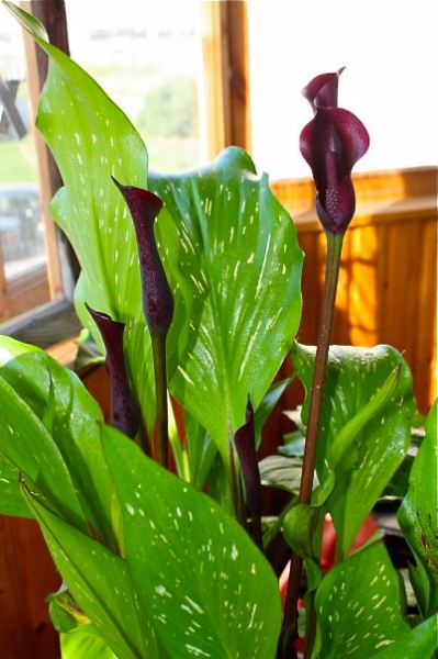 Zantedeschia "Blak Star"
Кала черная (клубневая)
