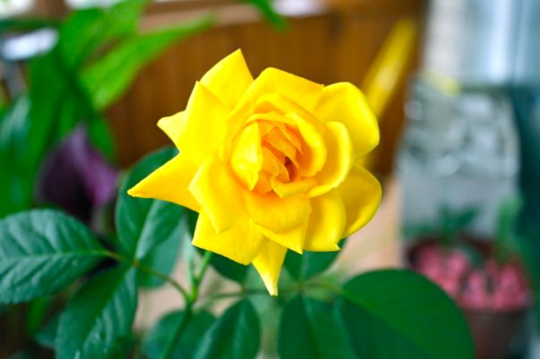 Rose
приютила скромняжку
